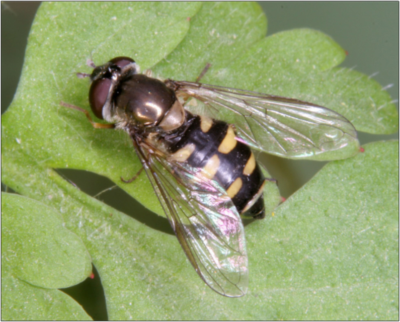 Parasyrphus punctulatus - félholdfoltos cserjelégy