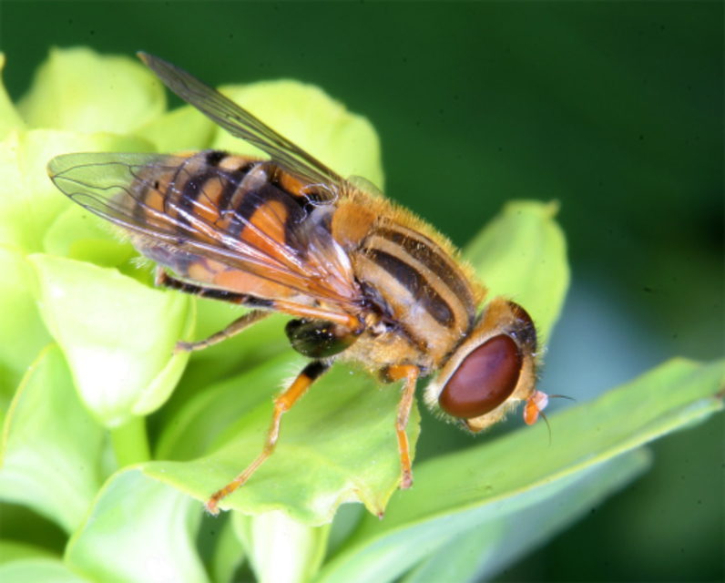 Parhelophilus versicolor - dudornélküli csíkoslégy