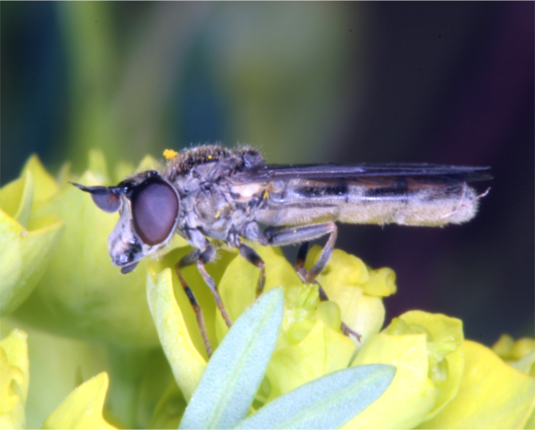 Pelecocera latifrons - alpi szélescsápúlégy