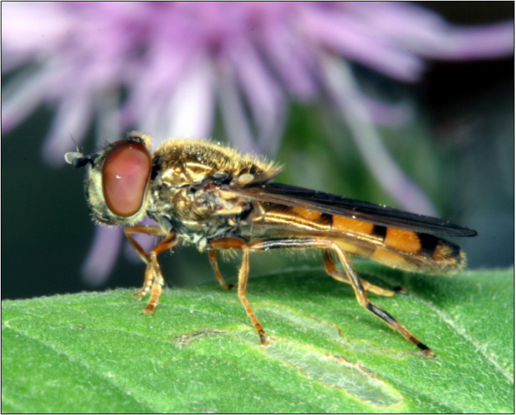 Platycheirus clypeatus - közönséges széleslábúlégy