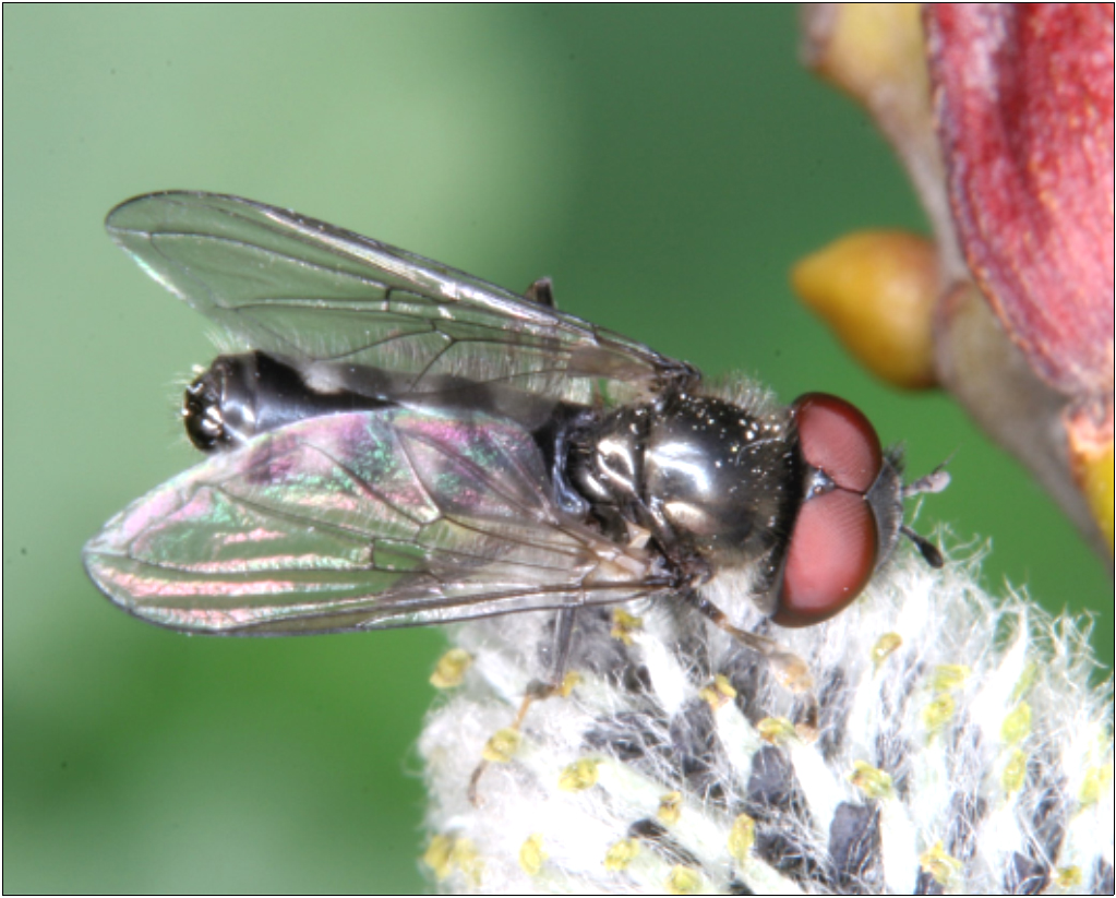 Platycheirus discimanus - szürkefoltos széleslábúlégy
