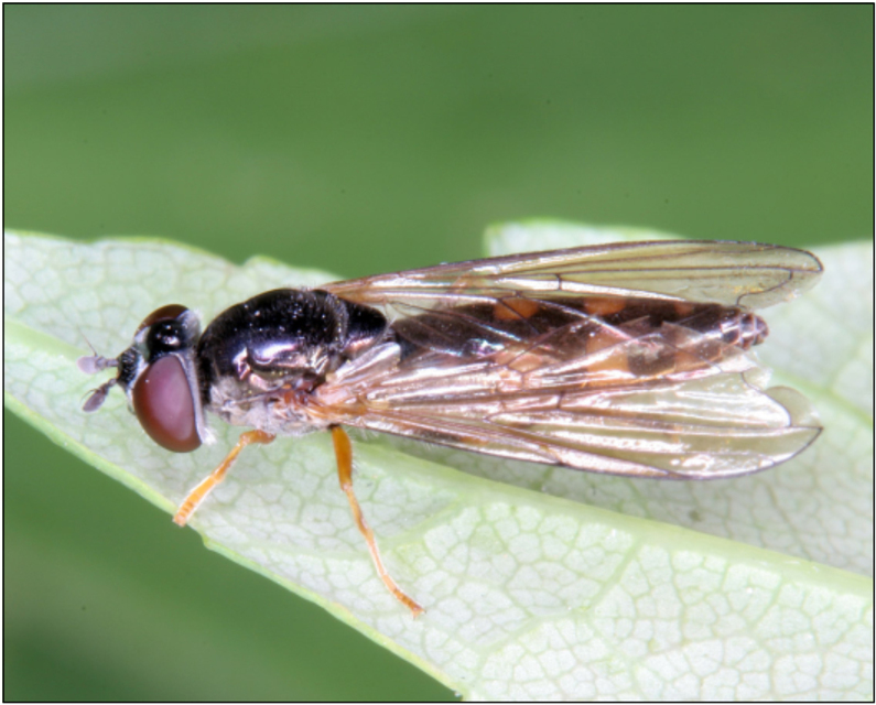 Platycheirus clypeatus - közönséges széleslábúlégy