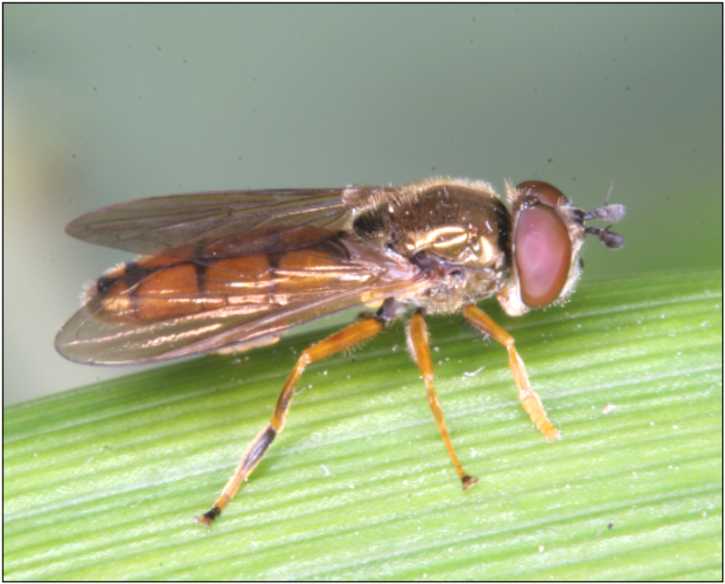 Platycheirus fulviventris - vörössárga széleslábúlégy