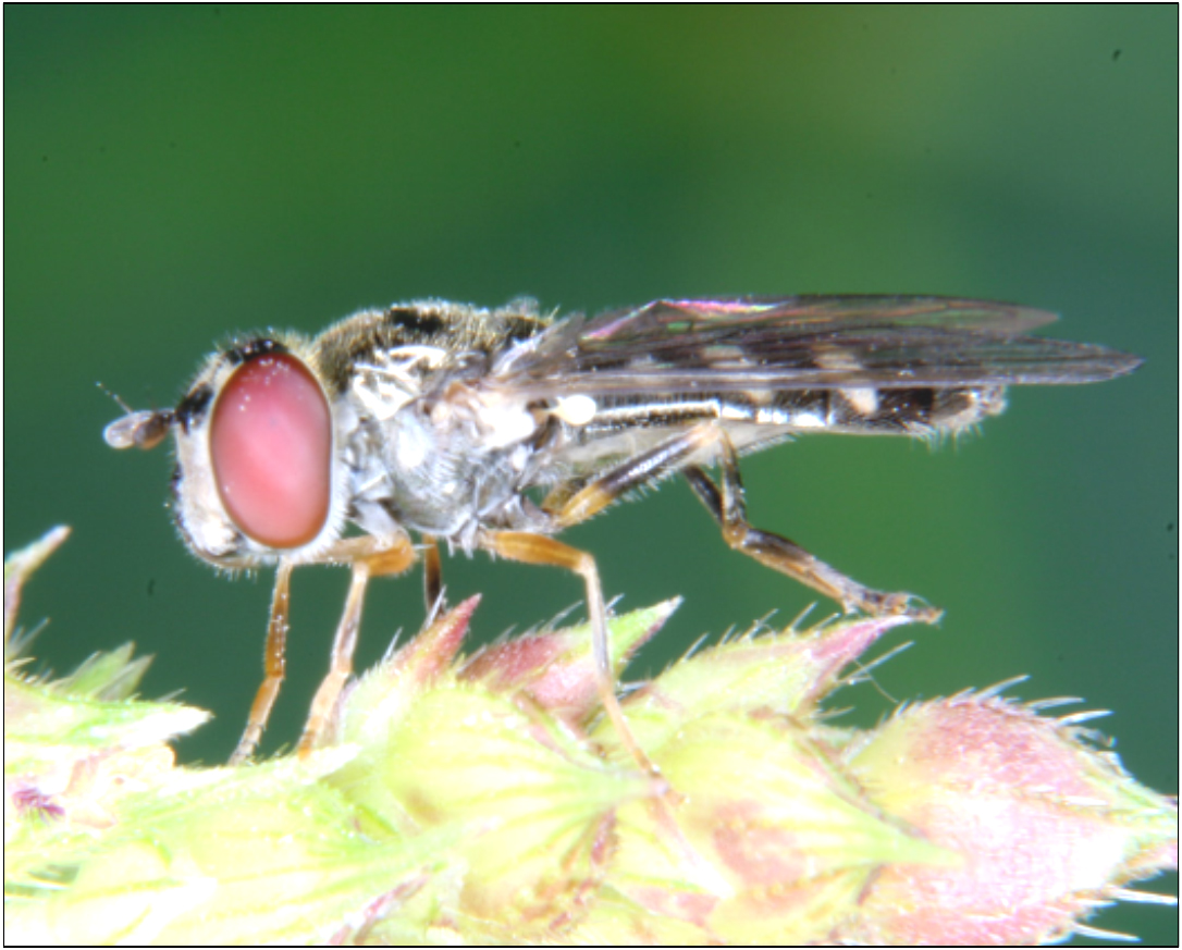 Platycheirus scutatus - erdei széleslábúlégy