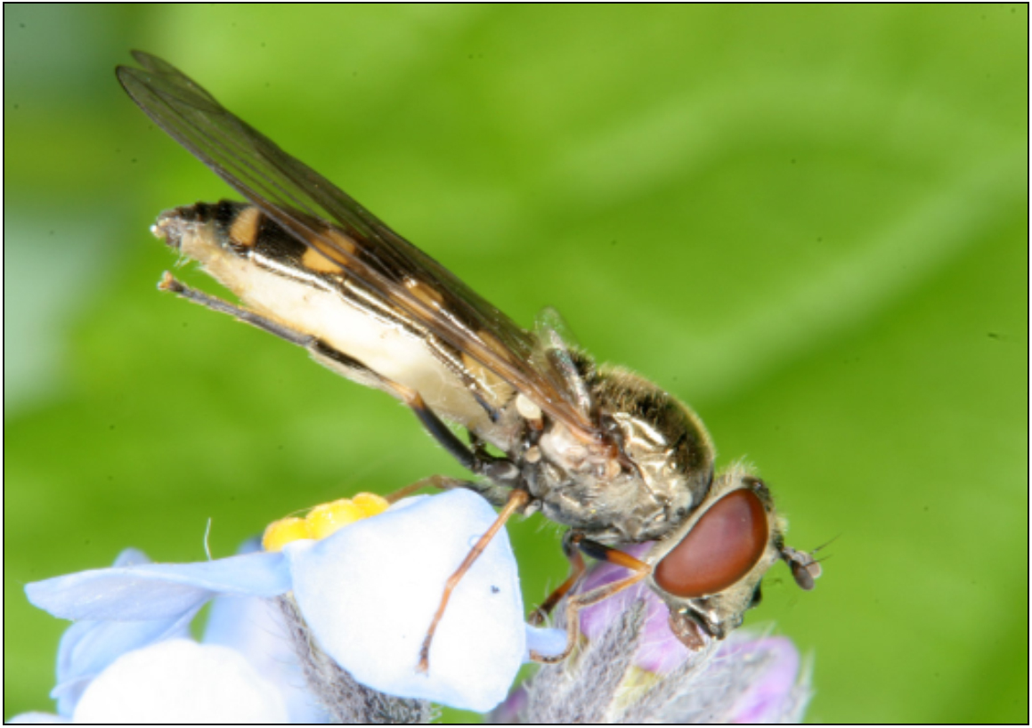 Platycheirus tarsalis - fehérlábú széleslábúlégy