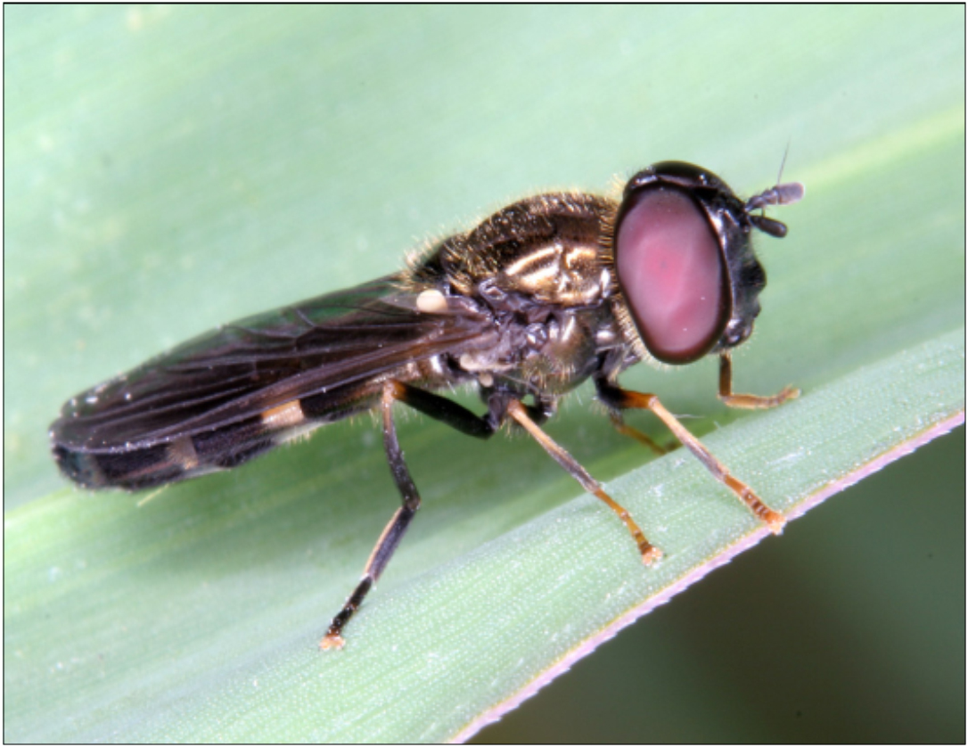 Pyrophaena rosarum - kétfoltú nádilégy