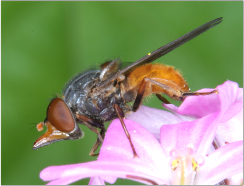 Rhingia rostrata - vörössárga csőröslégy