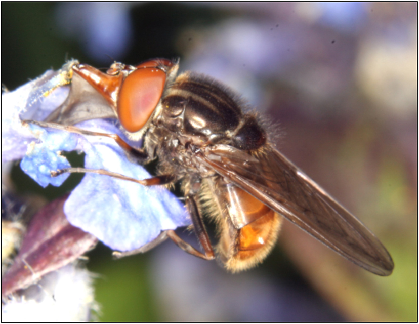 Rhingia campestris - közönséges csőröslégy