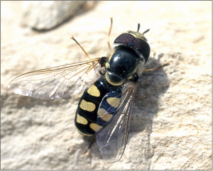 Scaeva albomaculata - déli nagyhomlokúlégy