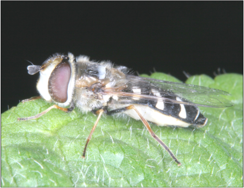 Scaeva pyrastri - gyakori nagyhomlokúlégy