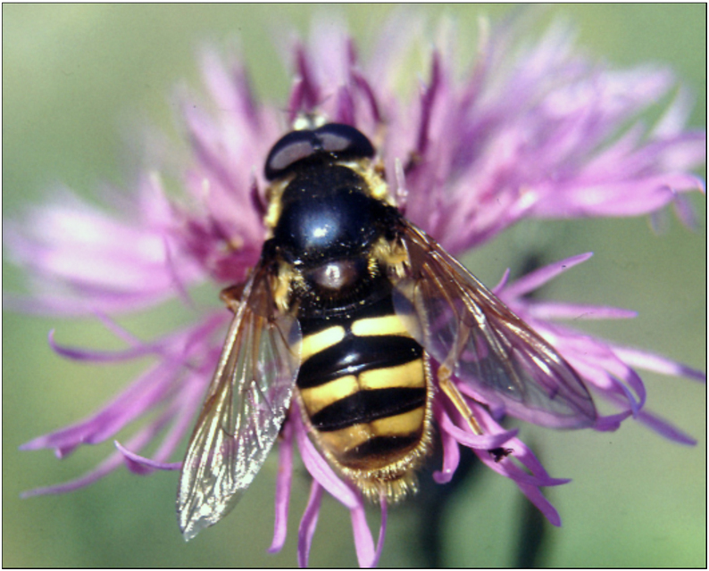 Sericomyia silentis - sárgapántos tőzegzengőlégy