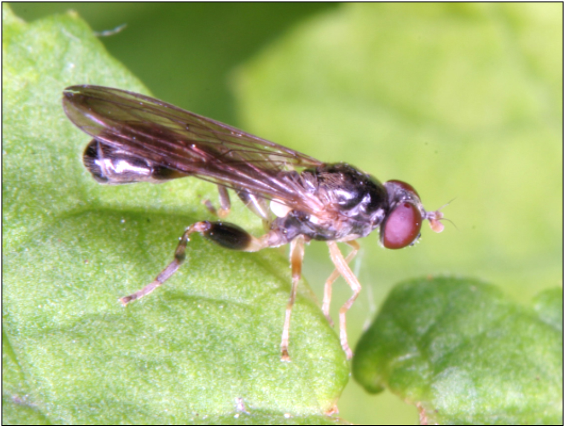 Sphegina clavata - ritka karcsúlégy
