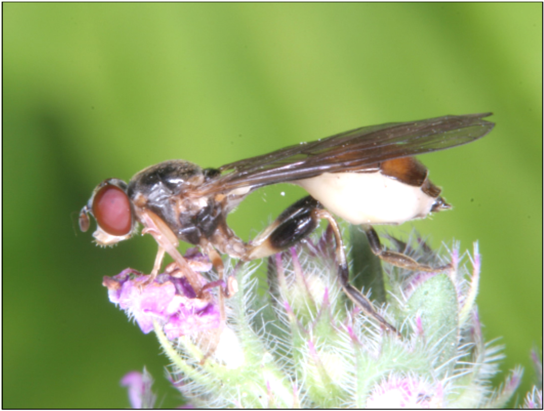 Sphegina elegans - csinos karcsúlégy
