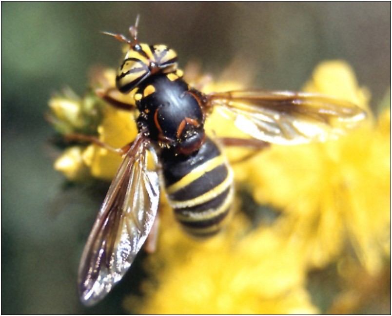 Spilomyia diophthalma - háromfoltú odúzengőlégy