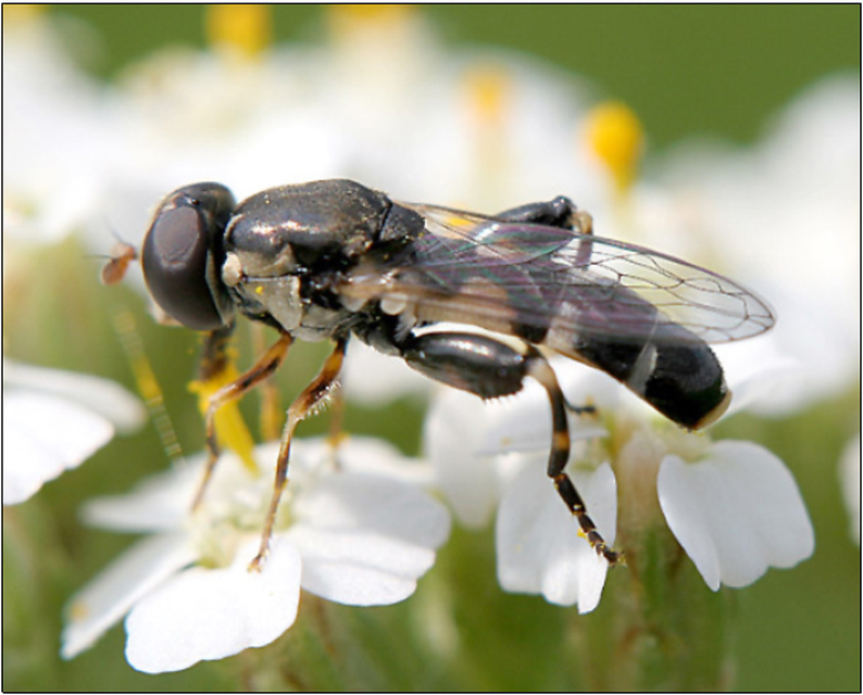 Syritta pipiens - zizegő comboslégy
