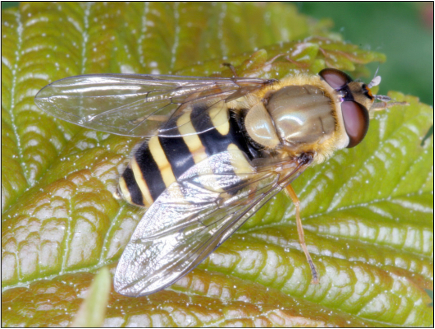 Syrphus ribesii - közönséges kertizengőlégy
