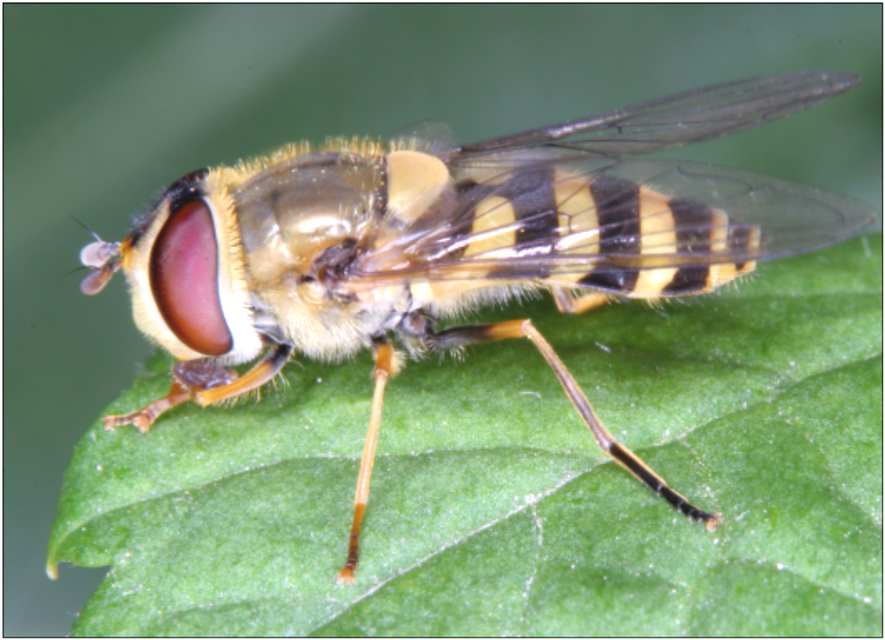 Syrphus vitripennis - kis kertizengőlégy