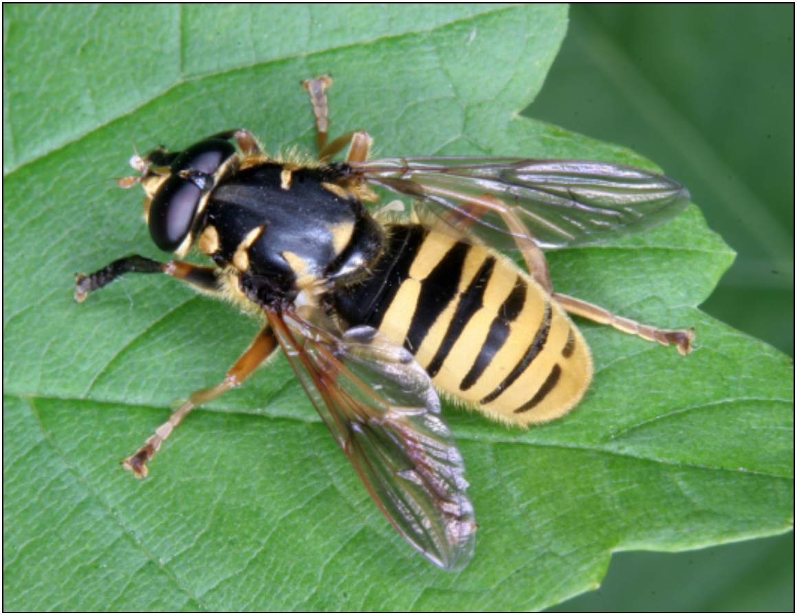 Temnostoma vespiforme - sárga tigrislégy