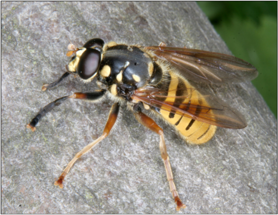 Temnostoma meridionale - déli tigrislégy