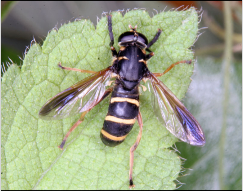 Temnostoma bombylans - fekete tigrislégy