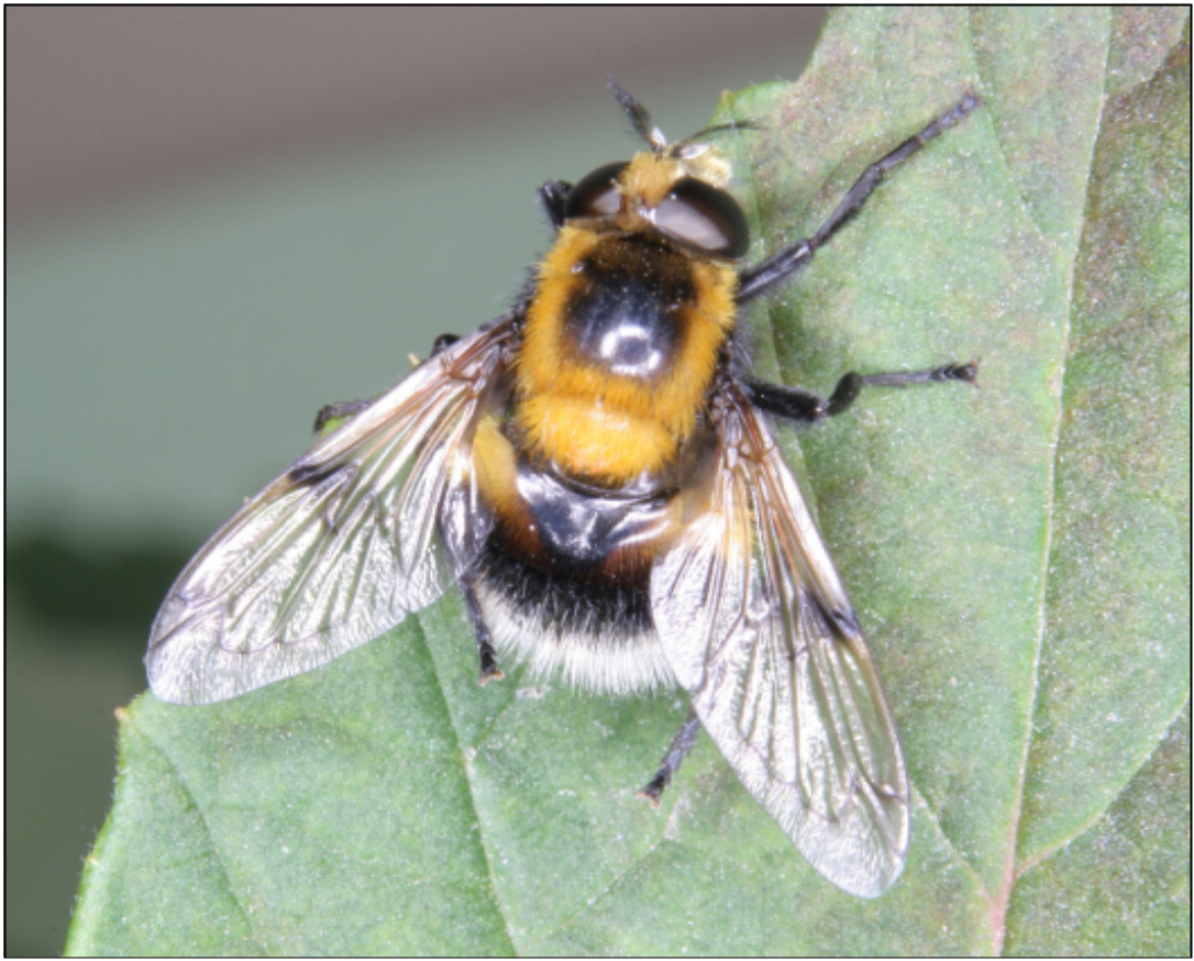 Volucella bombylans - bundás pihelégy
