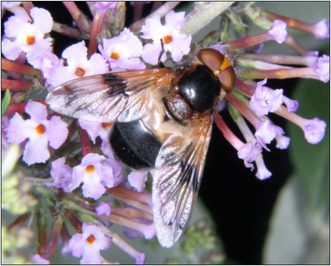 Volucella pellucens - üvegpotrohú pihelégy