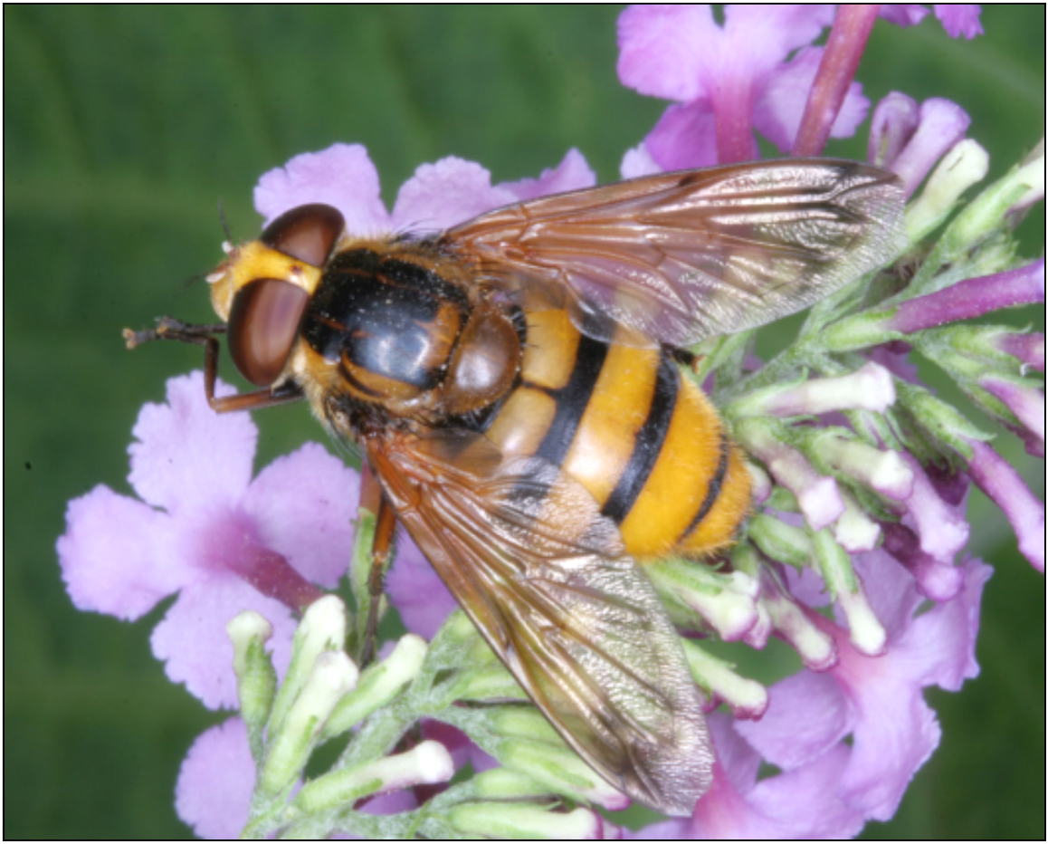Volucella inanis - háromöves pihelégy
