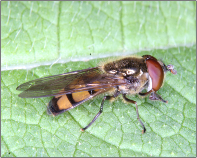 Xanthandrus comtus - szélespotrohú hernyólégy