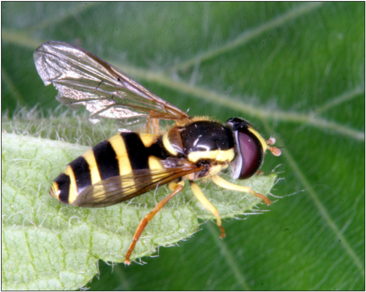 Xanthogramma laetum - szőrösszemű oldalsávoslégy