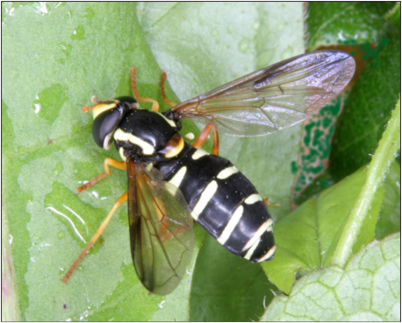 Xanthogramma citrofasciatum - korai oldalsávoslégy