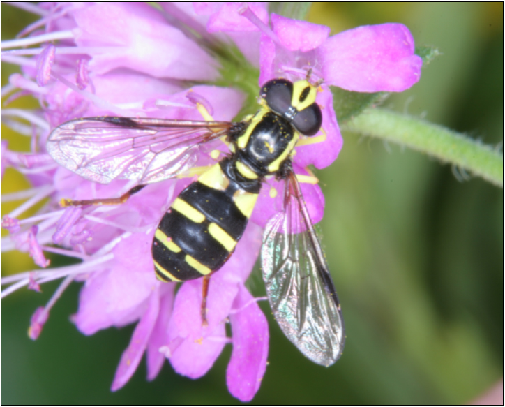 Xanthogramma pedissequum - gyakori oldalsávoslégy