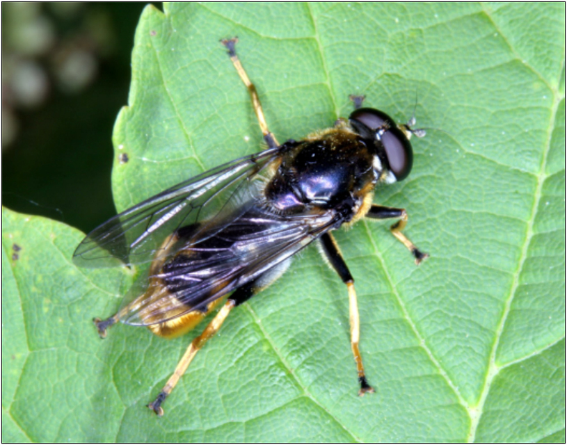 Xylota sylvarum - aranyszőrű fazengőlégy