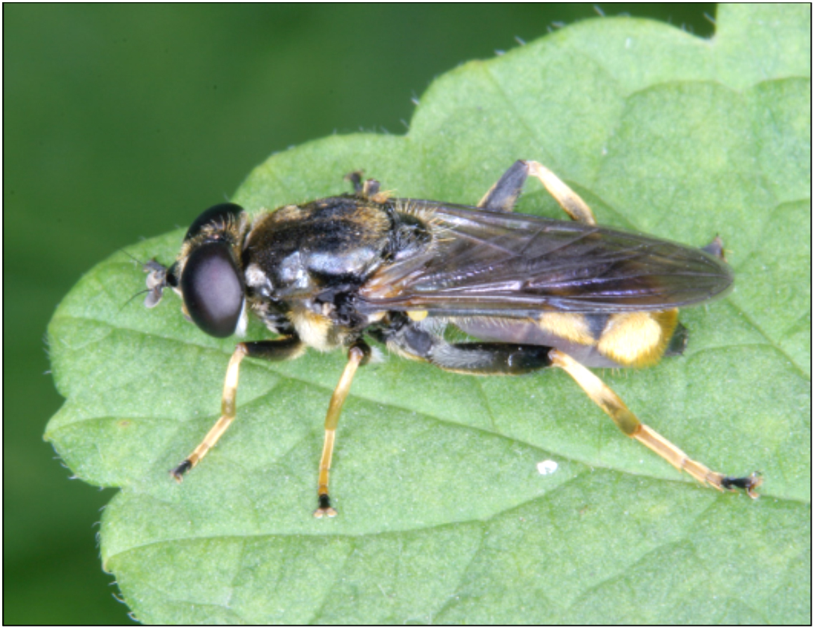 Xylota sylvarum - aranyszőrű fazengőlégy