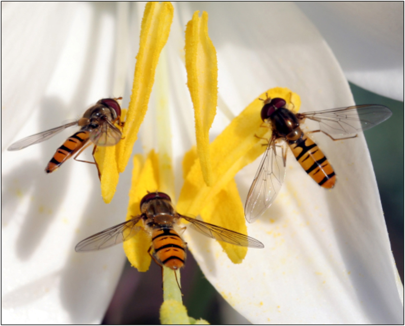 Episyrphus balteatus - ékfoltos zengőlégy
