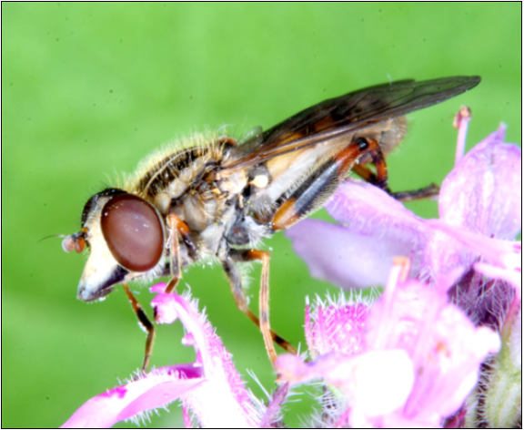 Anasimyia lineata - kúparcú iszaplégy