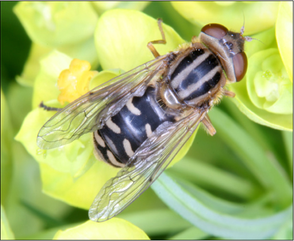 Anasimyia interpuncta - korai iszaplégy