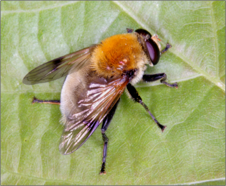 Arctophila superbiens - őszi hegyilégy