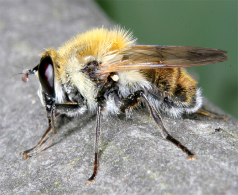 Brachymyia floccosa - fehérpamacsú bundáslégy