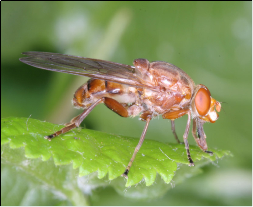 Brachyopa dorsata - duplacsíkos fanedvlégy