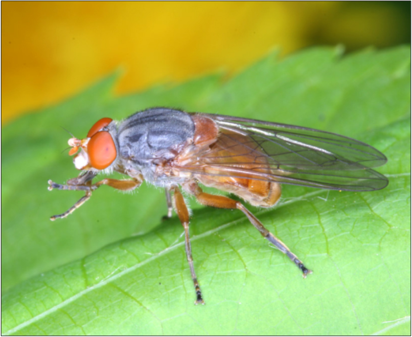 Brachyopa bicolor - nyár fanedvlégy