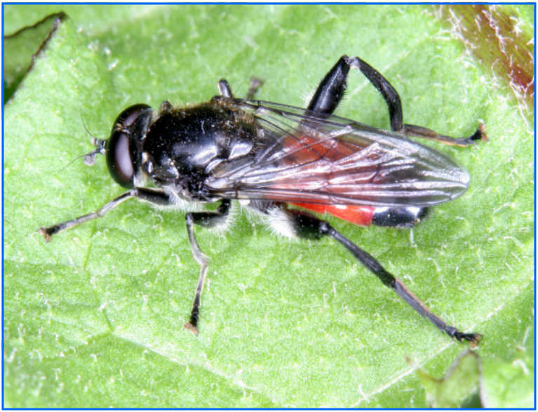 Brachypalpoides lentus - vöröspotrohú korhadófalégy