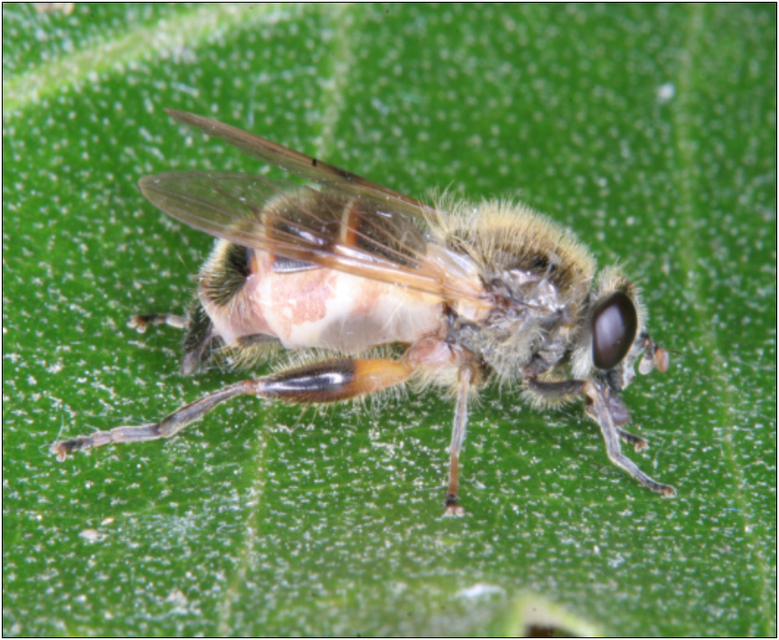 Brachypalpus laphriformis - barna korhadéklégy