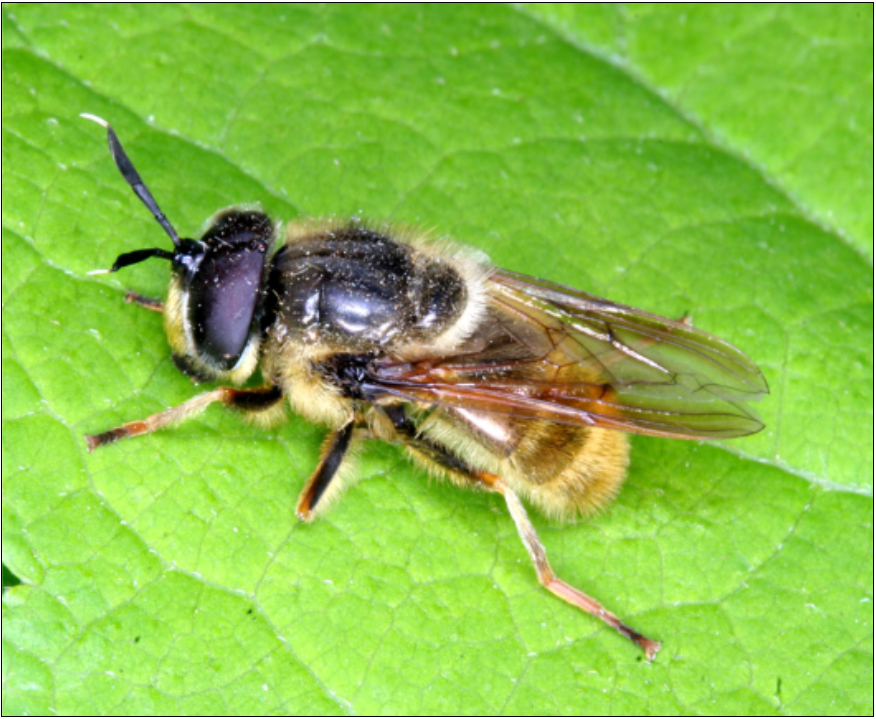 Callicera aenea - szürkecsíkos bronzoslégy