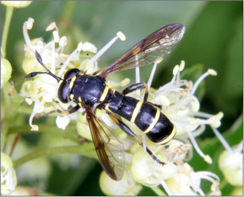 Ceriana conopsoides - nagy hosszúcsápúlégy