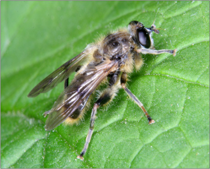 Chalcosyrphus eunotus - csíkoshátú holtfalégy