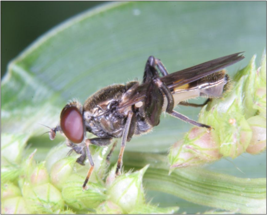 Chalcosyrphus nemorum - kis holtfalégy