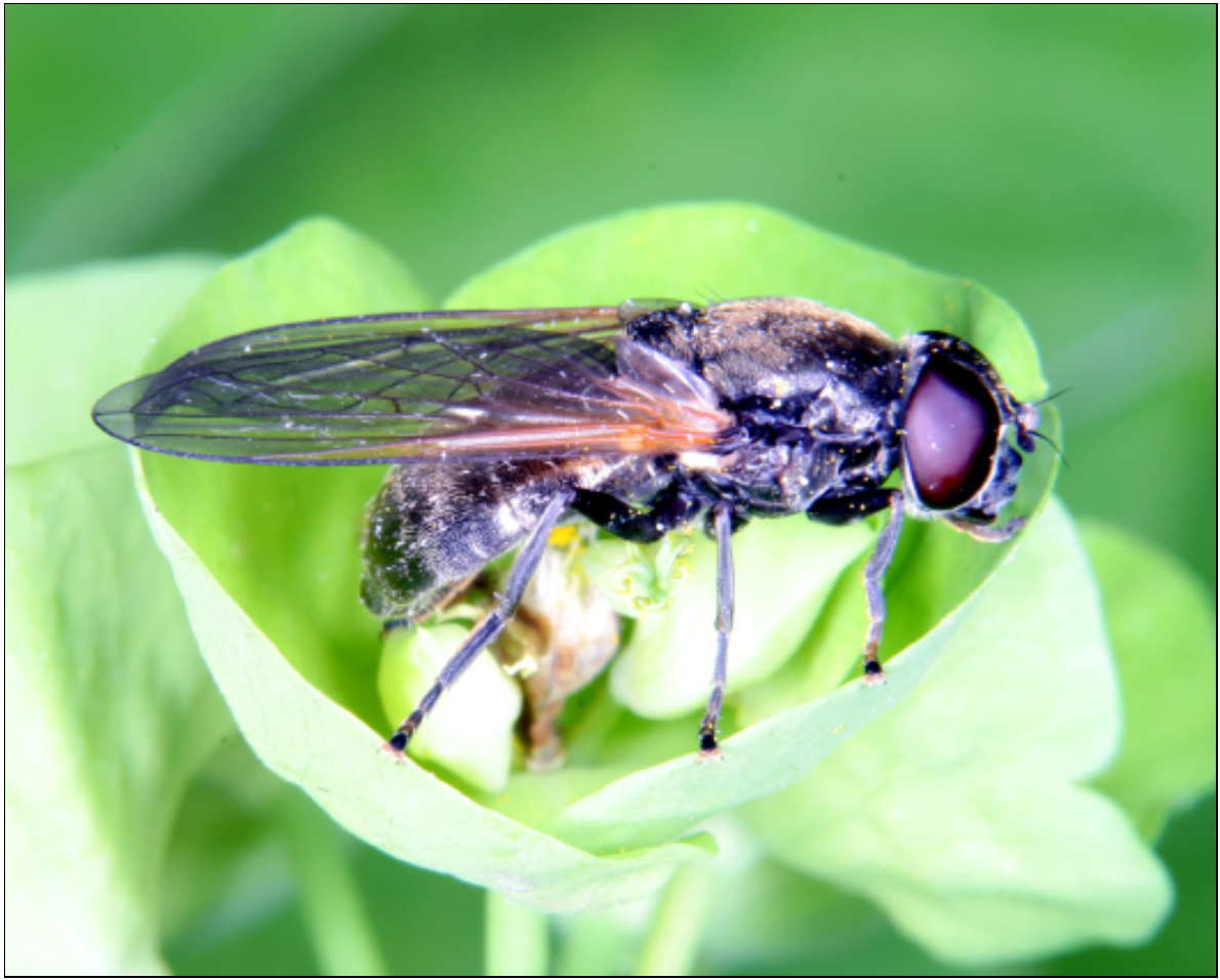 Cheilosia albitarsis/ranunculi