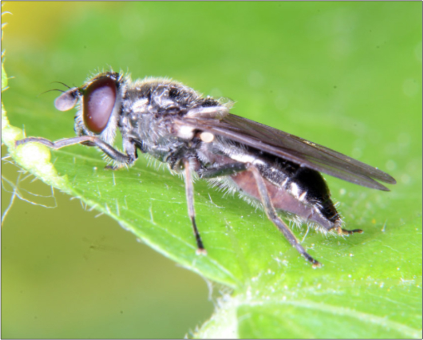 Cheilosia laticornis - szélescsápú bronzlégy