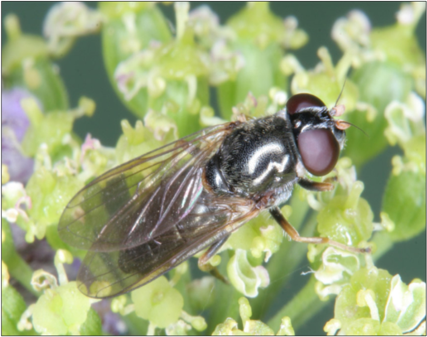 Cheilosia soror - vöröscsápú gomba-bronzlégy