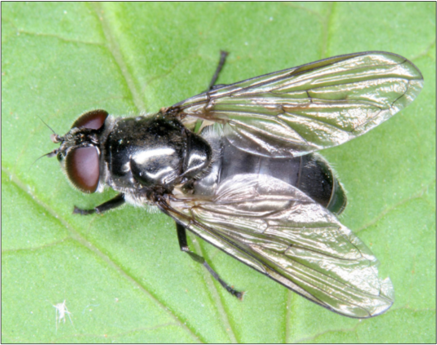 Cheilosia variabilis - közönséges bronzlégy